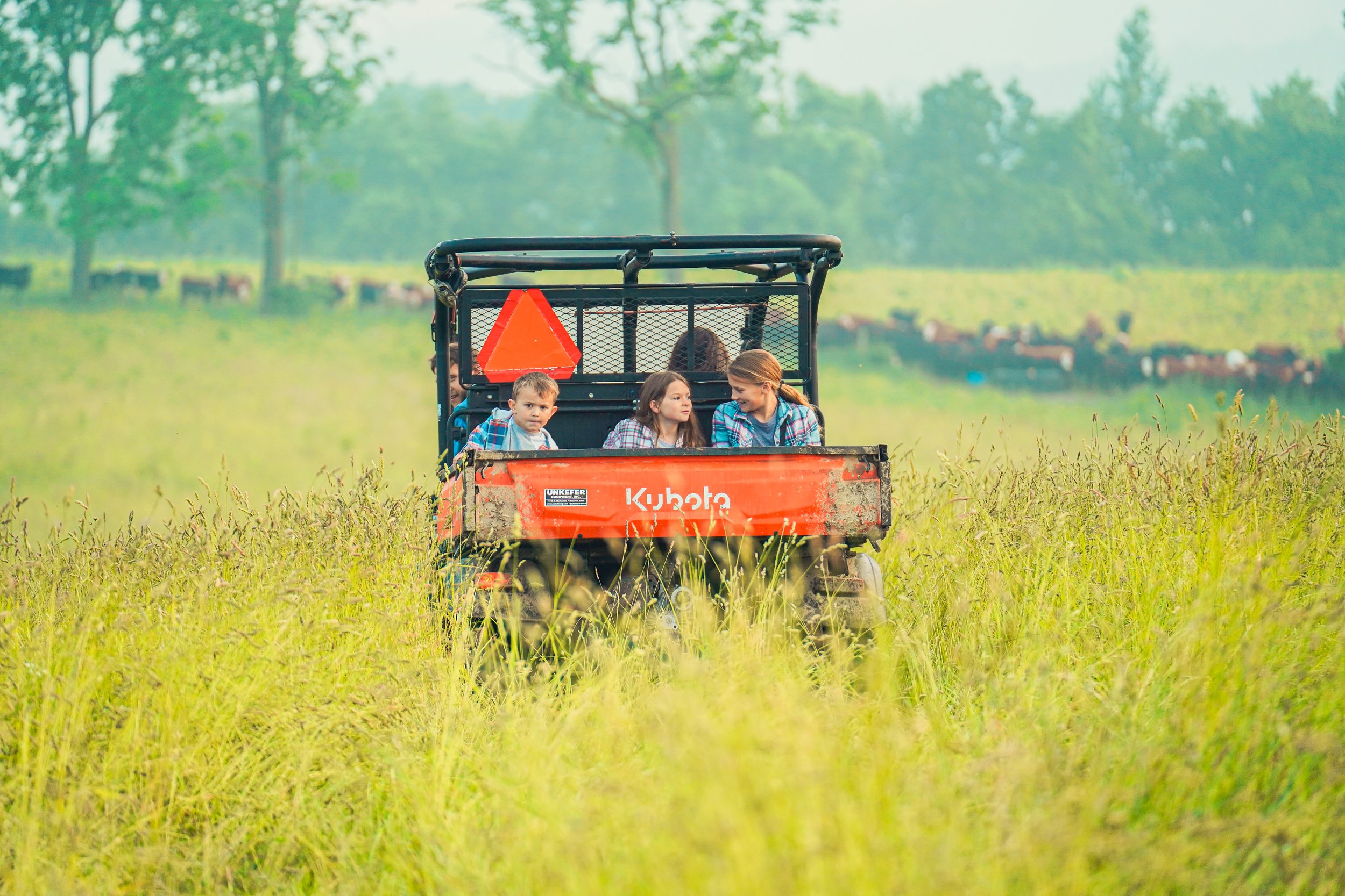 Children riding in a Kubota utility vehicle through a lush green field, surrounded by tall grass and grazing cattle in the background.