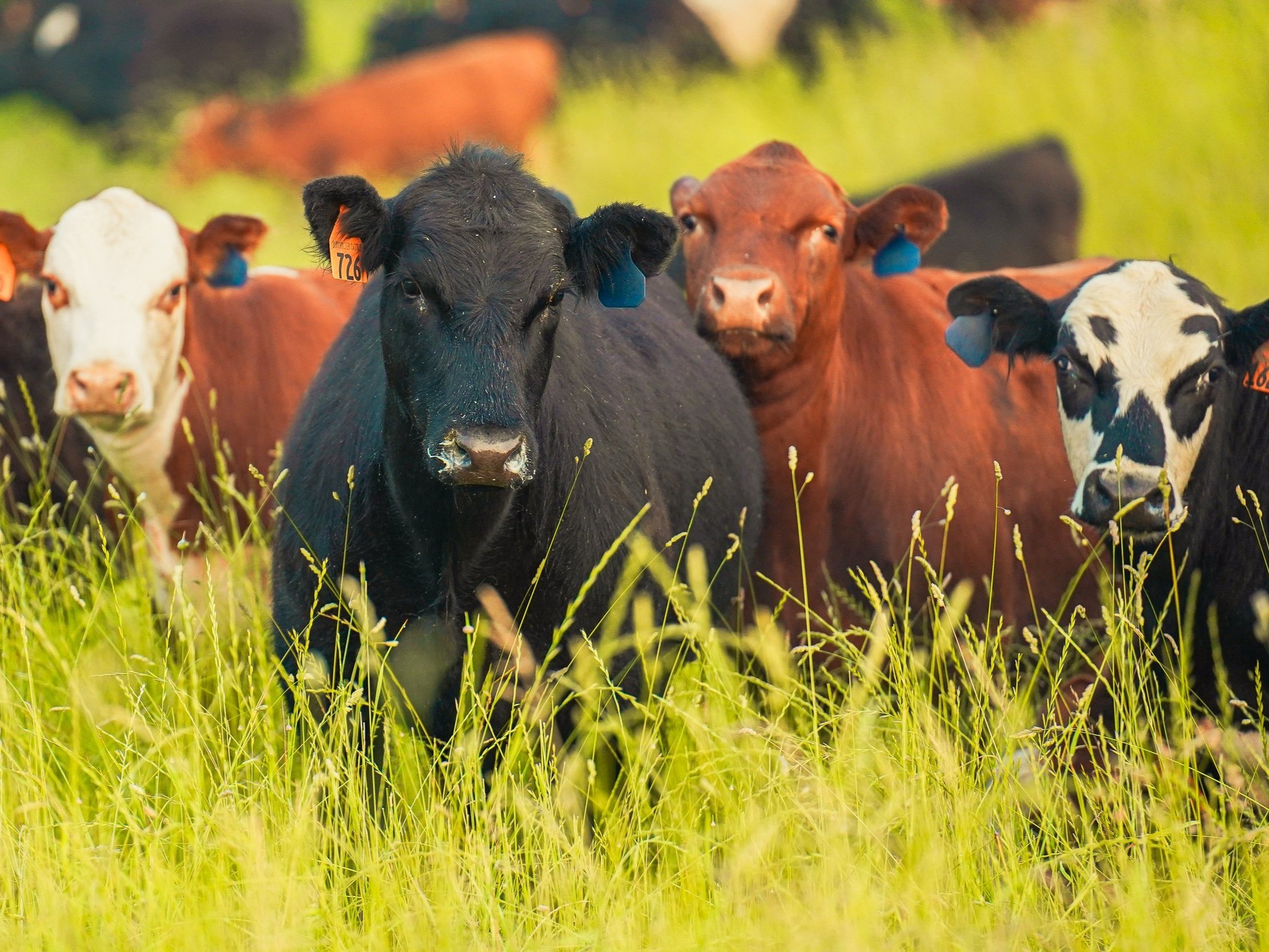 A group of cows, including black, brown, and white varieties, grazing in a lush green field, showcasing a peaceful rural scene.