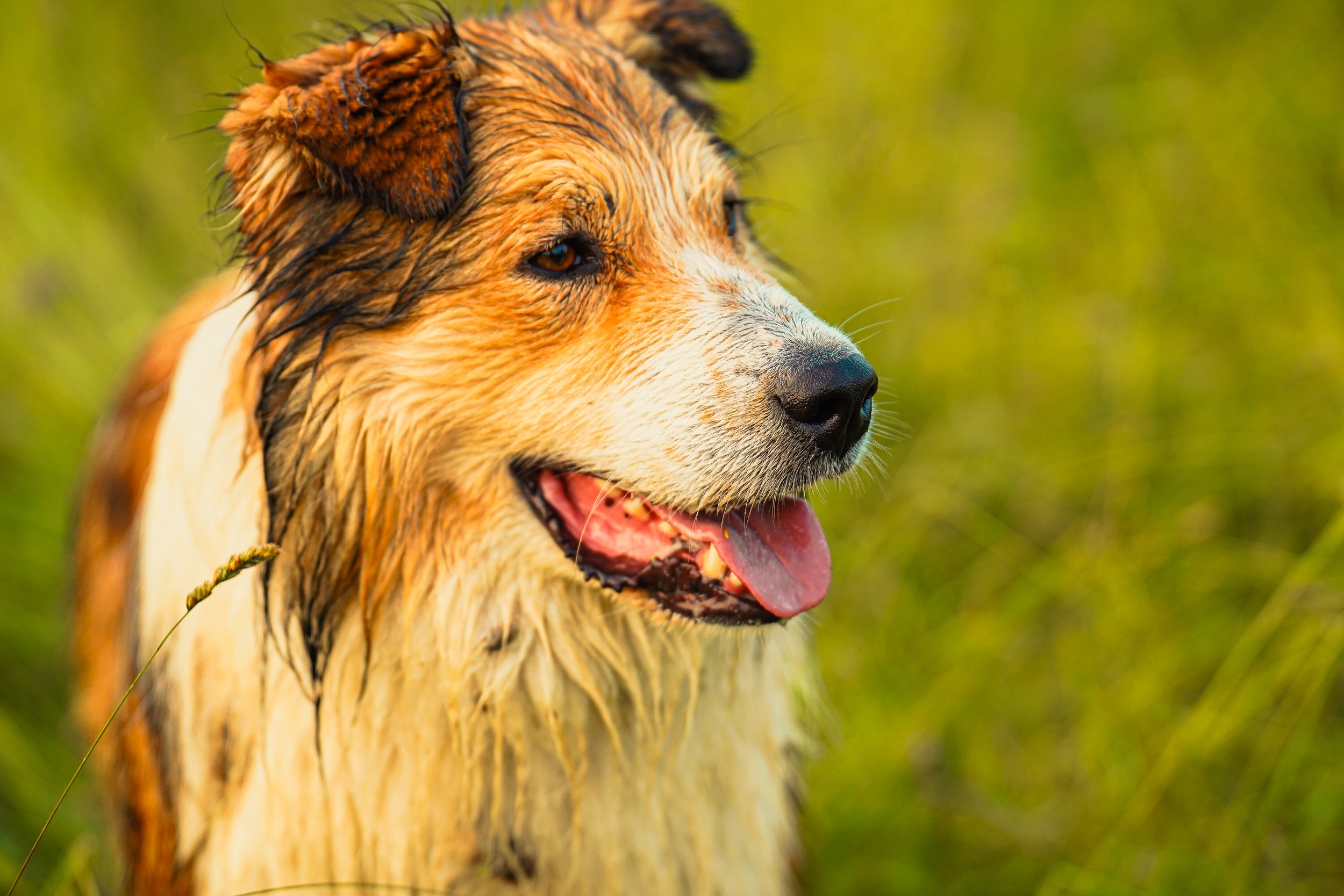 Close-up of a wet, happy dog with a golden and white coat, standing in a grassy field. The dog's tongue is out, and it has a joyful expression, showcasing its playful nature.