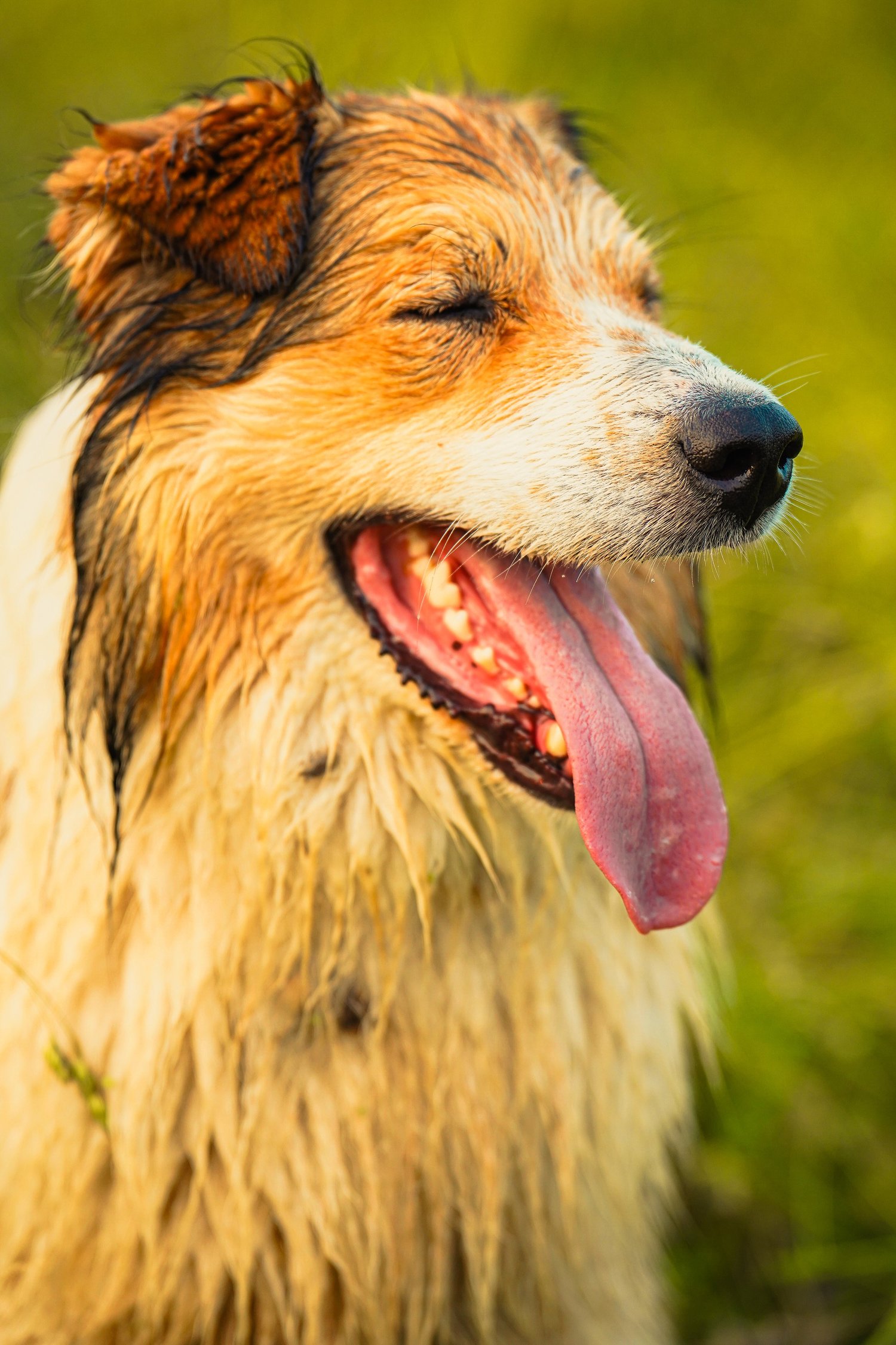 Close-up of a happy, wet dog with a big smile and its tongue out, set against a blurred green background, showcasing its playful and joyful demeanor.