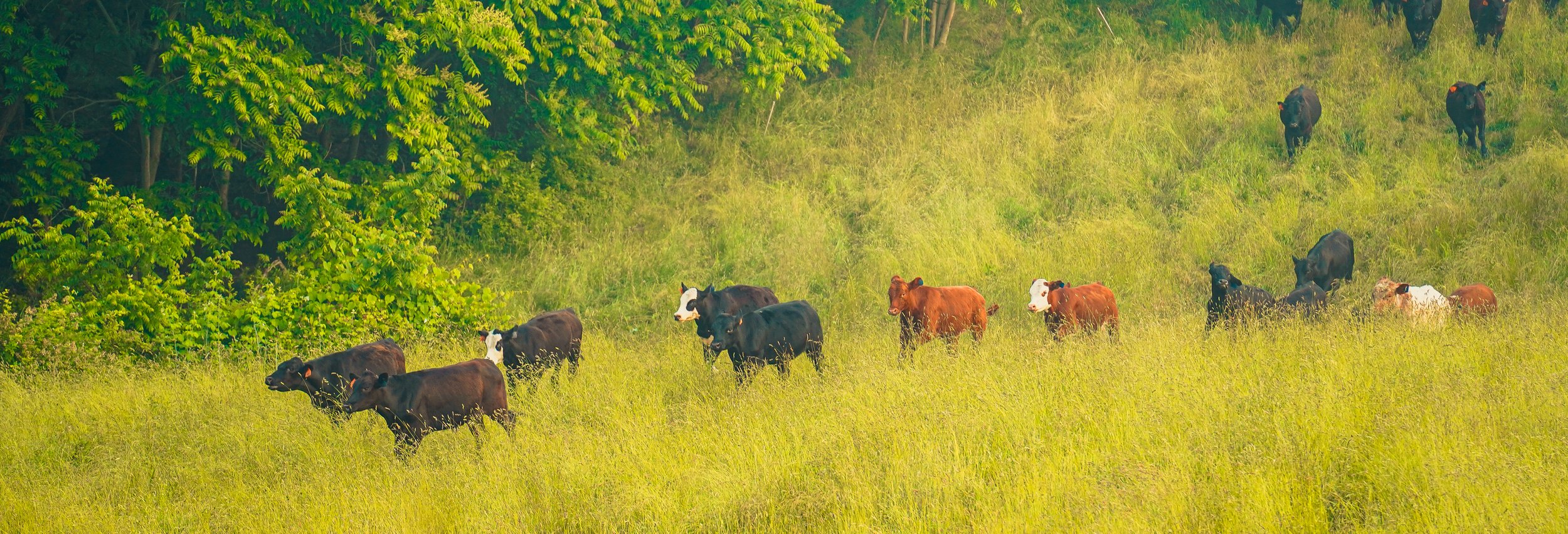 A herd of cows grazing in a lush green field surrounded by trees, showcasing a mix of black and brown cattle in a peaceful rural setting.