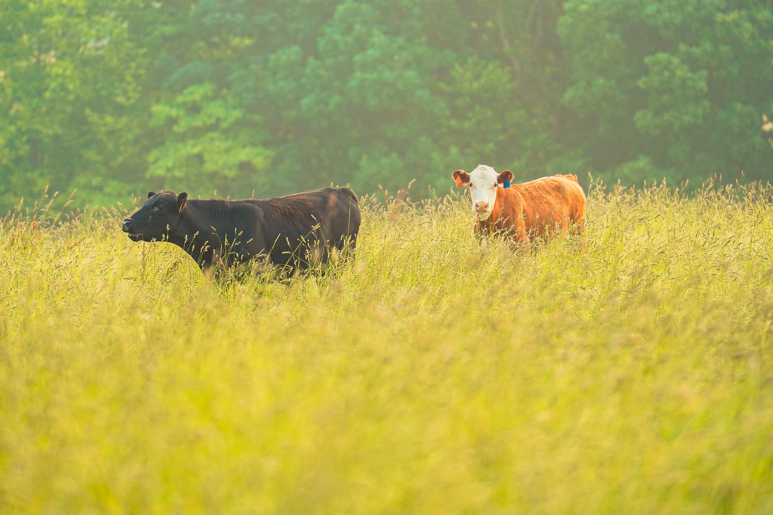 Two cows, one black and one brown and white, grazing in a lush green field surrounded by tall grass and trees in the background.