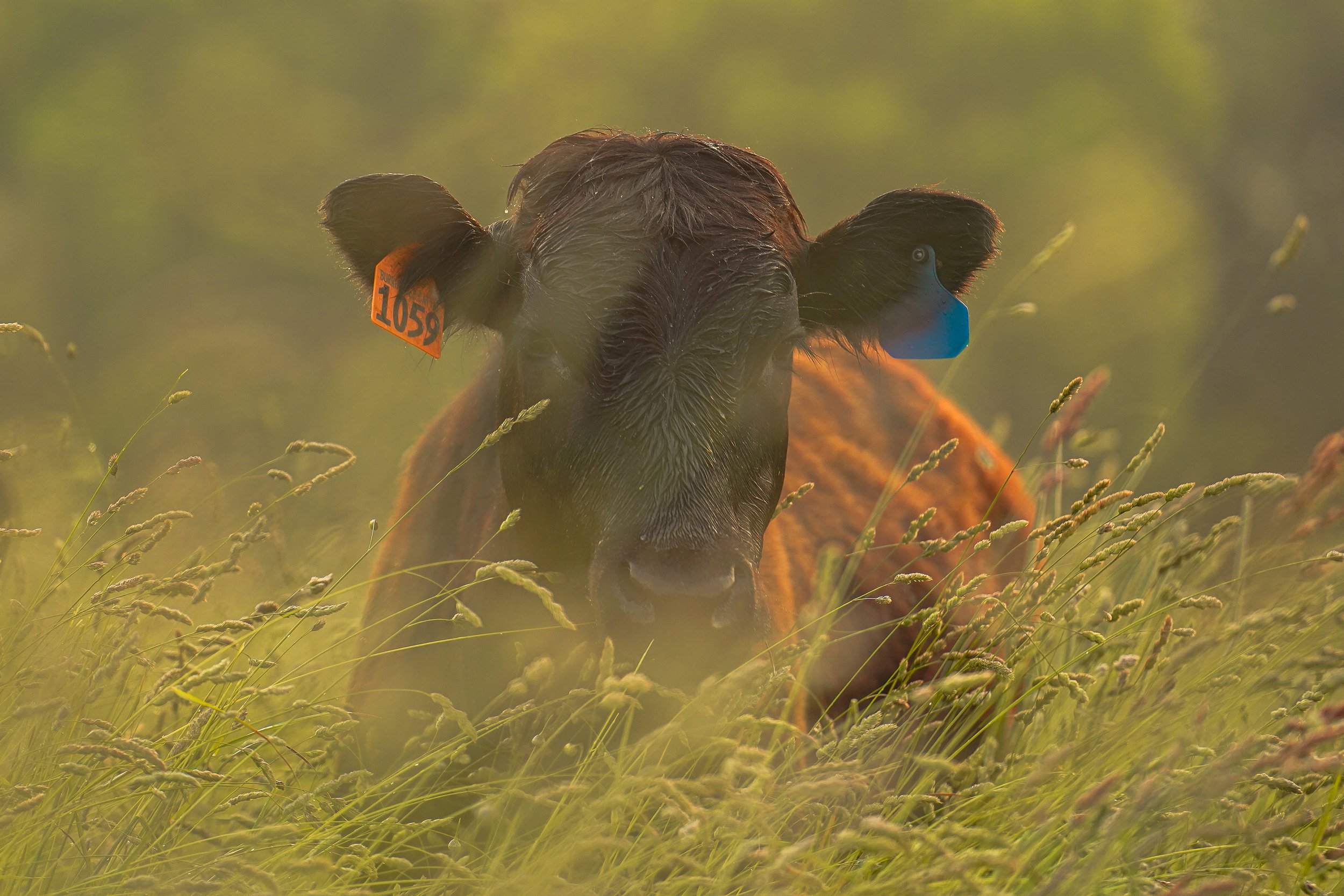 A close-up of a brown calf resting in tall grass, featuring an ear tag labeled "1059," with a soft, blurred background of greenery.