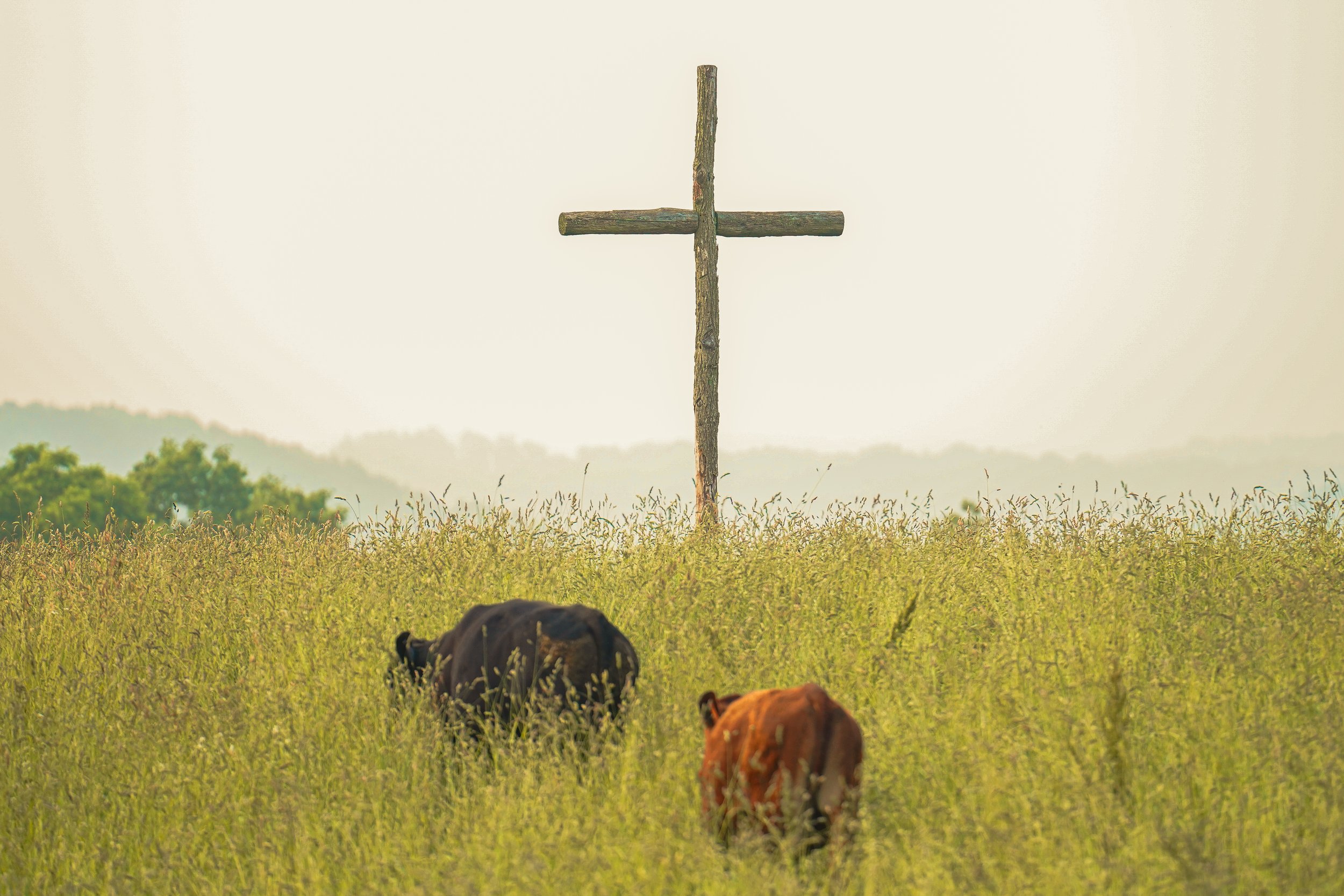Cows grazing in a lush green field with a wooden cross in the background, symbolizing rural life and spirituality.