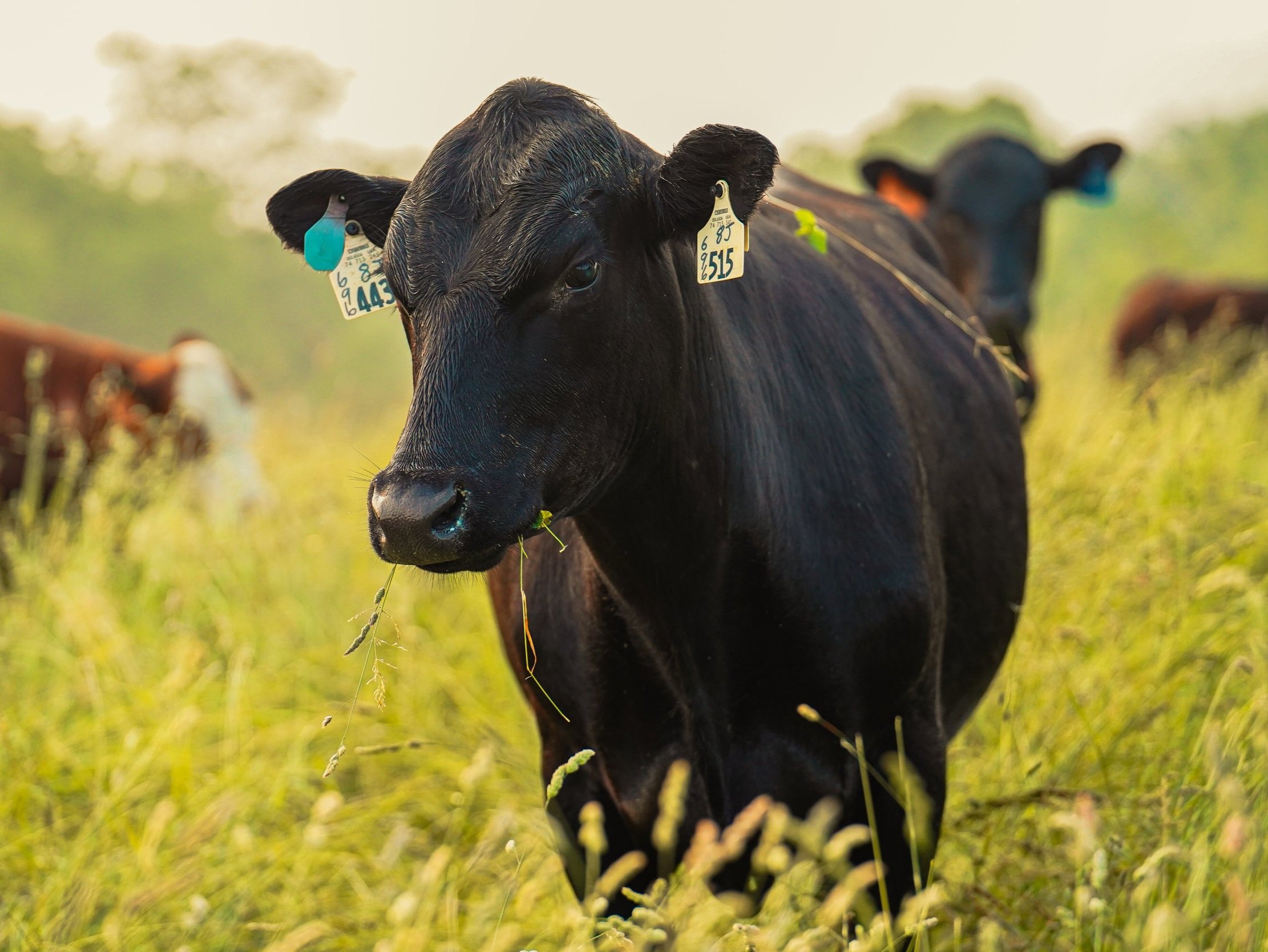 Black cow grazing in a green pasture, with ear tags visible for identification, surrounded by other cows in the background.