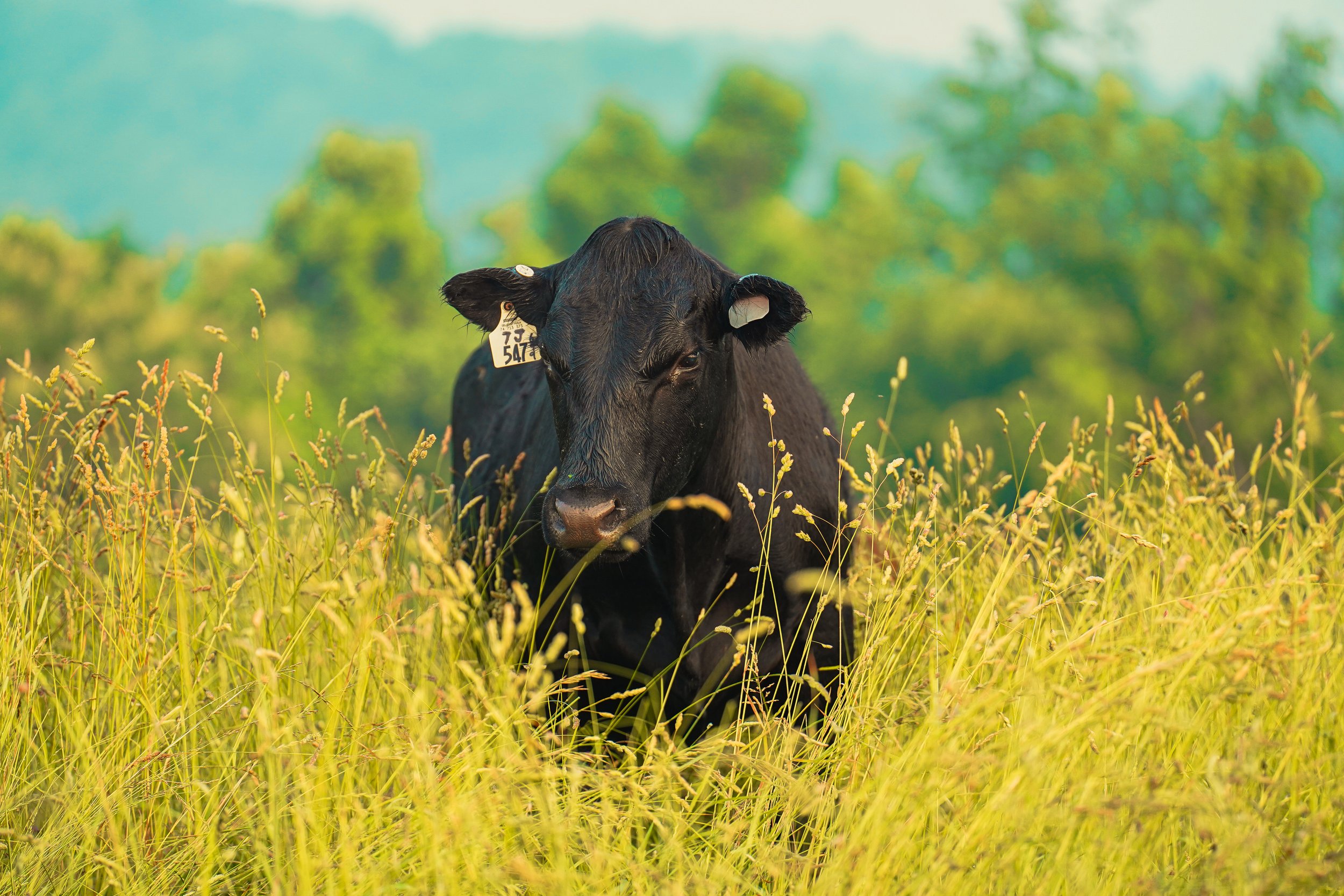 Black cow grazing in tall grass with a blurred green background, showcasing rural farm life and livestock.