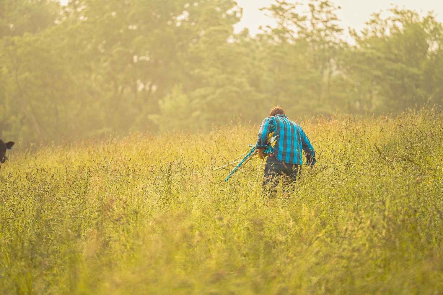 A farmer wearing a blue plaid shirt walks through a tall, grassy field, carrying farming tools, with trees in the background under soft, diffused light.