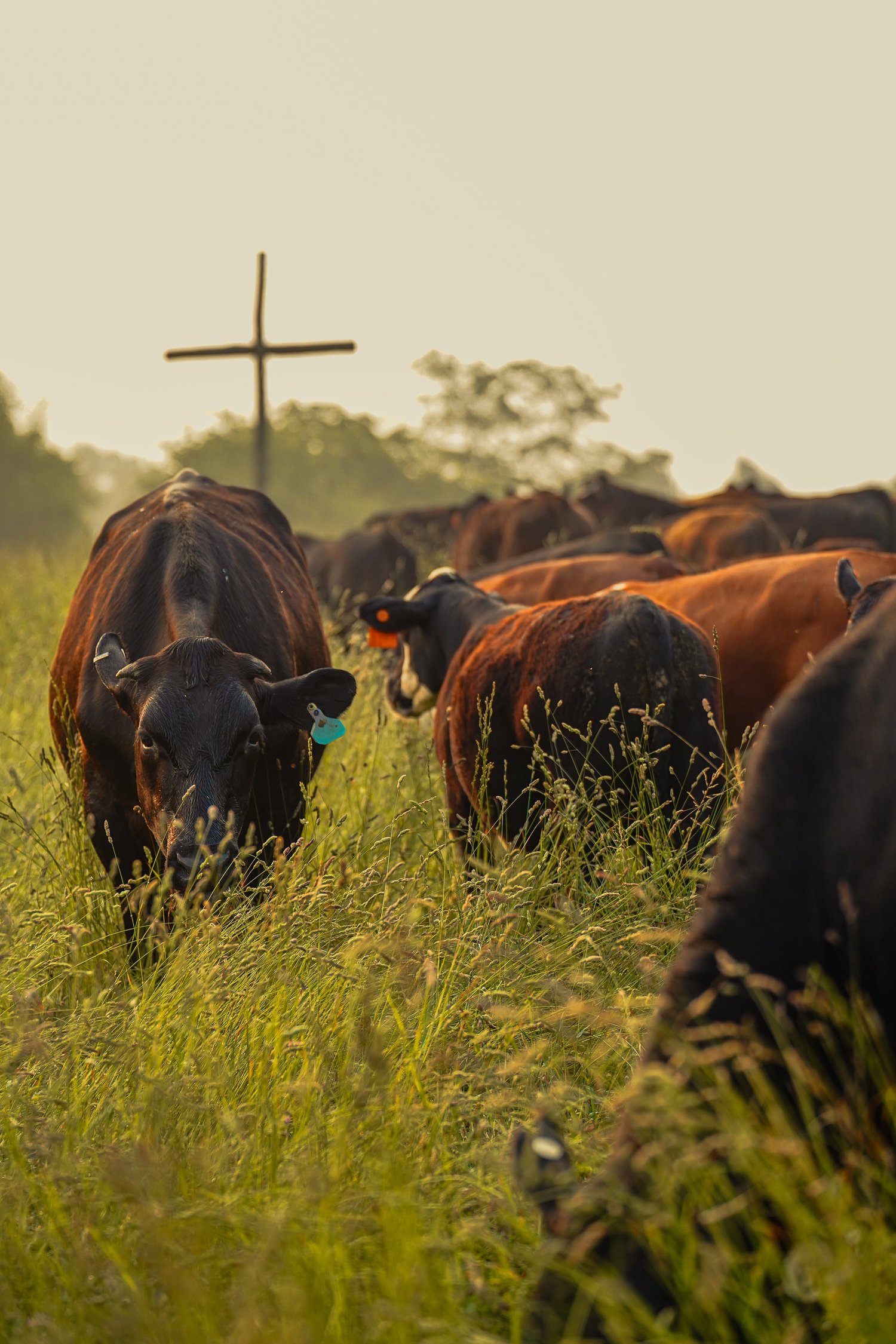 Cows grazing in a lush green field at sunset, with a wooden cross visible in the background, symbolizing rural life and agriculture.
