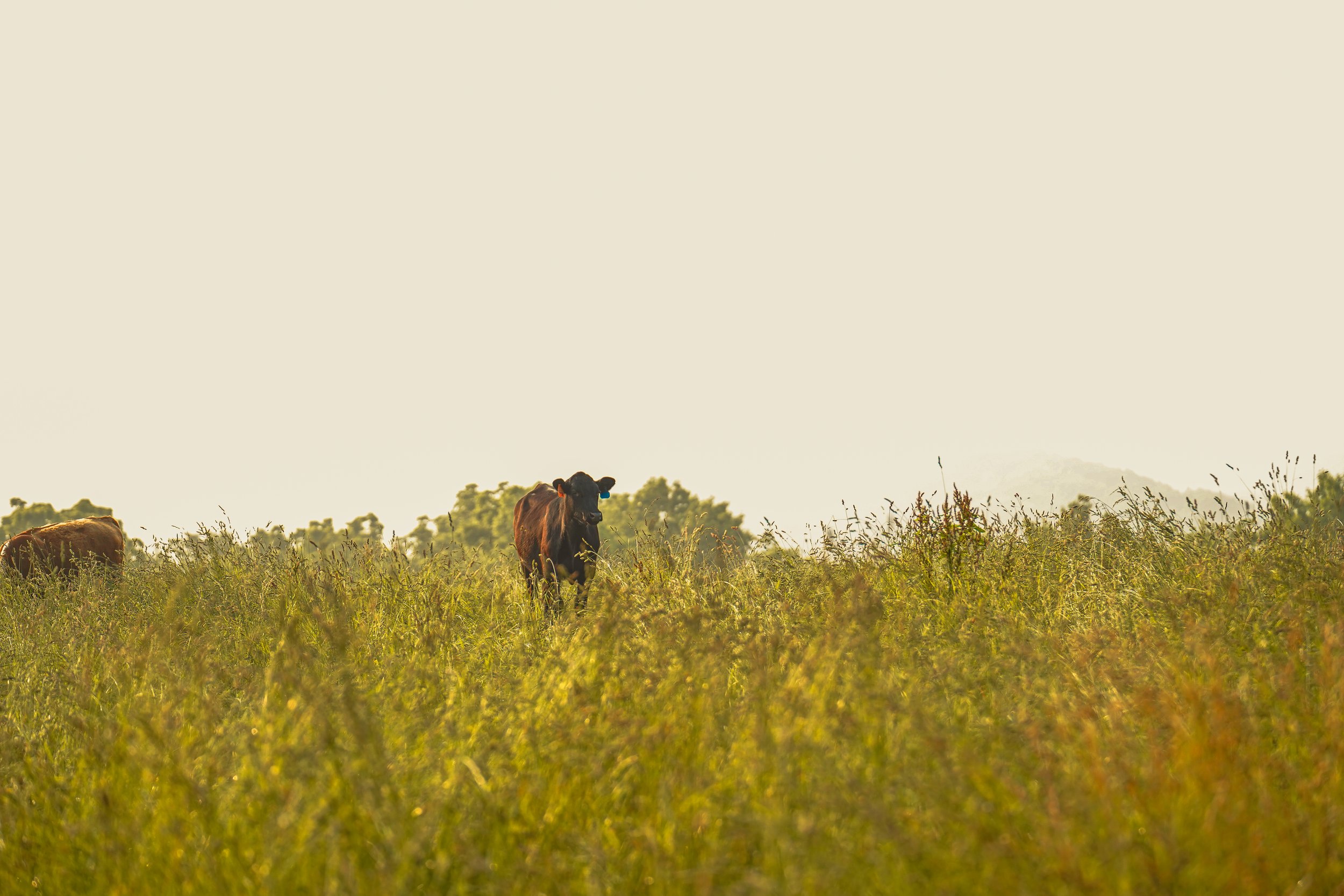 A brown cow standing in a grassy field during golden hour, with soft sunlight illuminating the scene and a blurred background of trees.